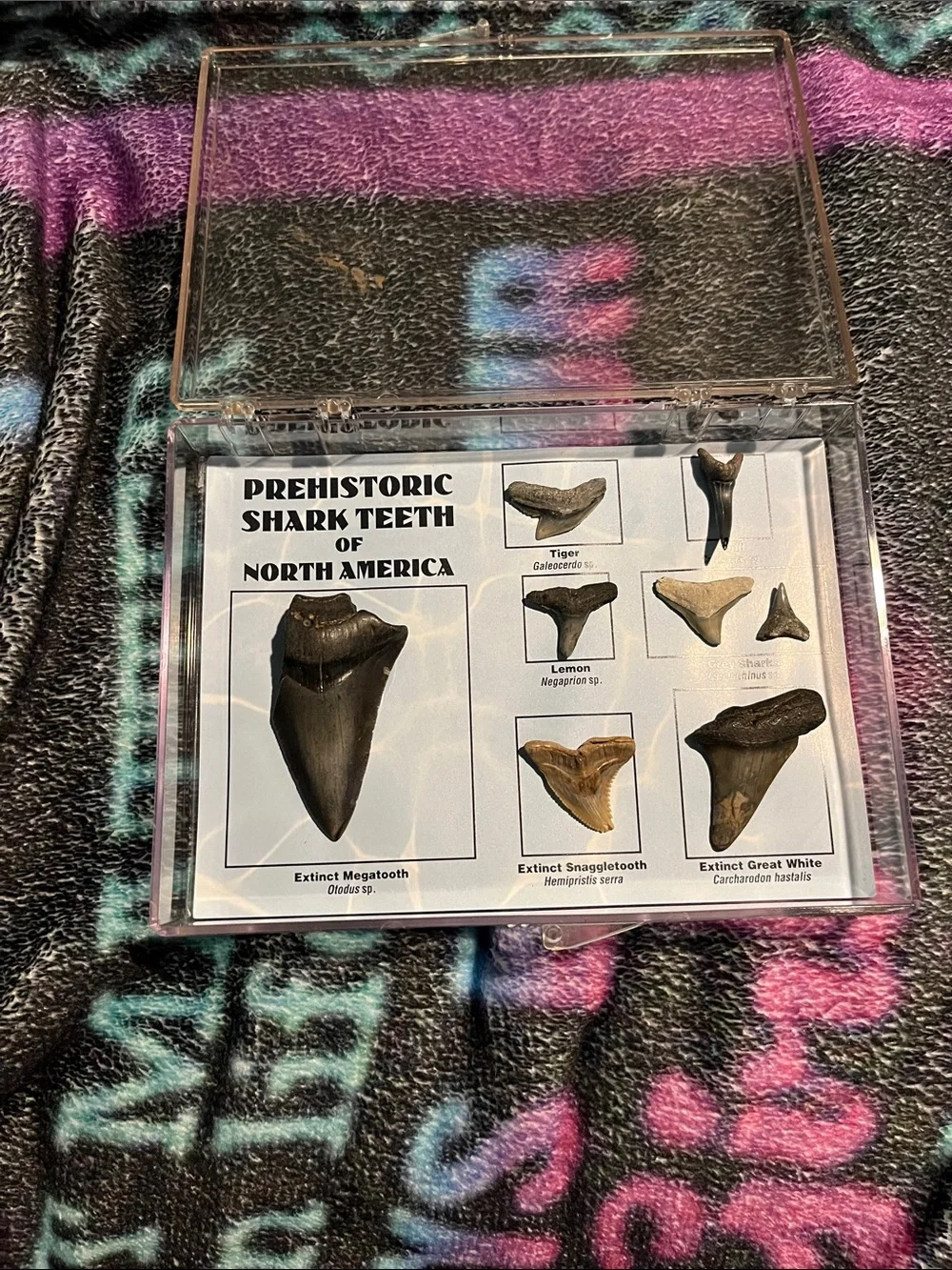 Prehistoric Shark Teeth Display Collection - Black and Brown